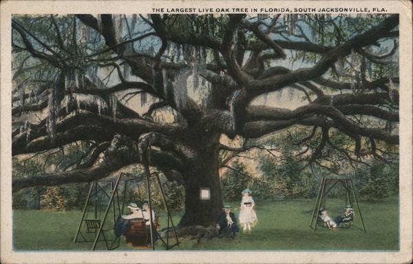 The Largest Live Oak Tree in Florida South Jacksonville