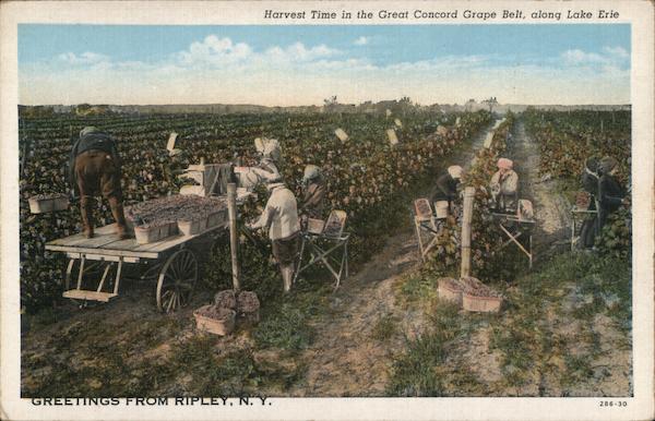 Harvest Time in the Great Concord Grape Belt along Lake Erie Ripley New York