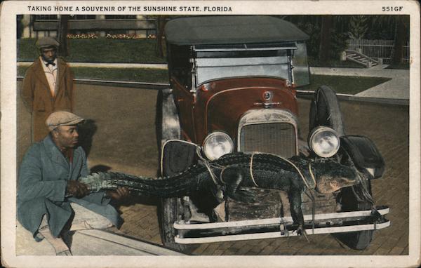 Taking home a souvenir of the Sunshine State, Florida - an alligator is strapped to the front bumper of a car