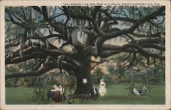 The Largest Live Oak Tree in Florida South Jacksonville, FL Postcard Postcard Postcard