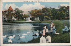 Swans on the Lake Postcard