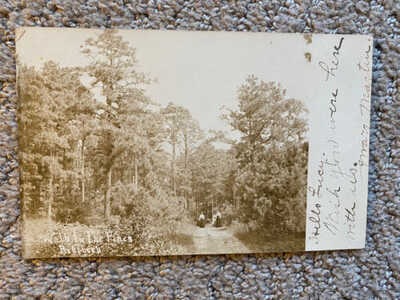 Rppc Walk In The Pines Rehoboth Delaware Postcard Real Photo