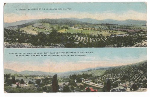 COVESVILLE, VA ALBEMARLE PIPPIN APPLE ORCHARDS W.E. BURGESS POSTCARD SPLIT VIEW