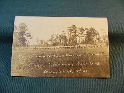 Sheep Great Southern Golf Club Gulfport Miss Mississippi Real Photo Postcard 407