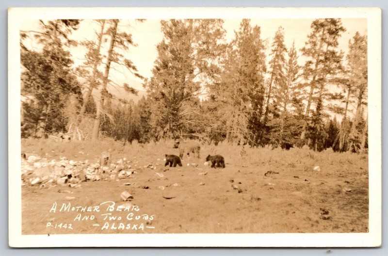 Group of 41 Primarily Alaska Postcards