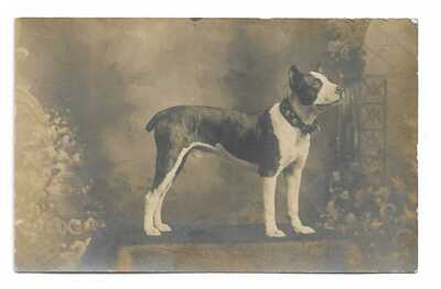 Pit Bull With Studded Dog Collar - 1910s Studio RPPC Postcard