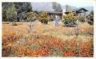 Fred Harvey Tongva Altadena CA Rancho San Pascual Poppies Vtg Postcard CP430