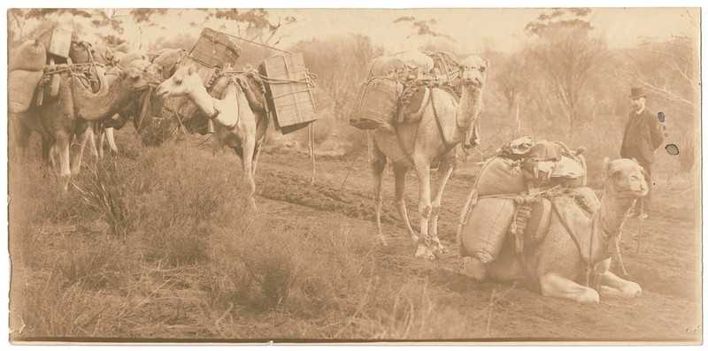 WESTERN AUSTRALIA GOLDFIELDS CAMEL PROPIETARY CO. 5 ORIGINAL PHOTOS LATE 1890s