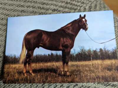 1977 COY JACK Sorrel Stallion Quarter Horse Canada Mint postcard
