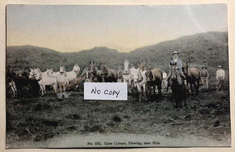 1910's Cane Culture Plowing Hilo TH Hawaii Hand Tinted in Japan Hilo Drug #133