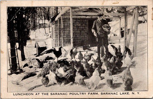 Dr Jim Stamps Postcard Luncheon At Saranac Poultry Farm Saranac Lake New York